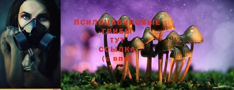 цены   Искитим  Галлюциногенные грибы Cubensis 